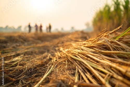 Golden Light on Harvested Sugarcane Stalks with Farmers in the Background