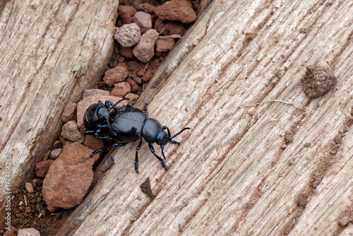 Macro Close-Up of Black Beetle Crawling on Nature Trail