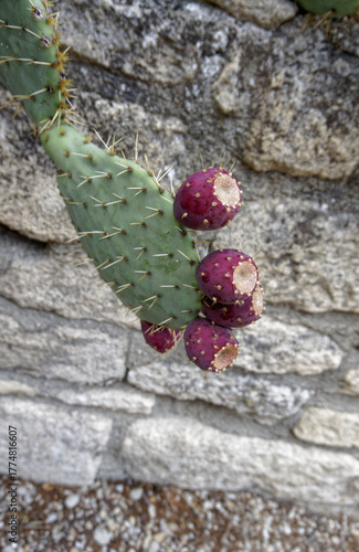 prickly pear cactus