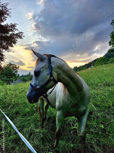 horse in field