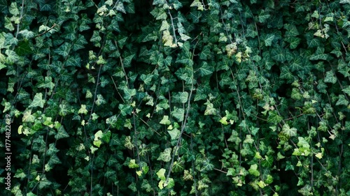Nature background green leaves (ivy, hedera helix)