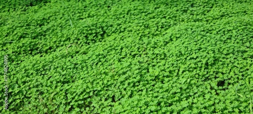 Green Dense Clover Ground Cover in Nature