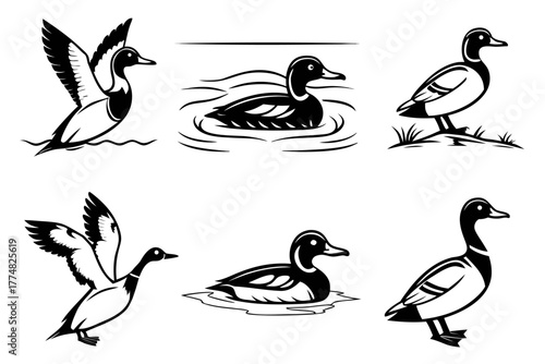 Minimalist canvasback duck icon set