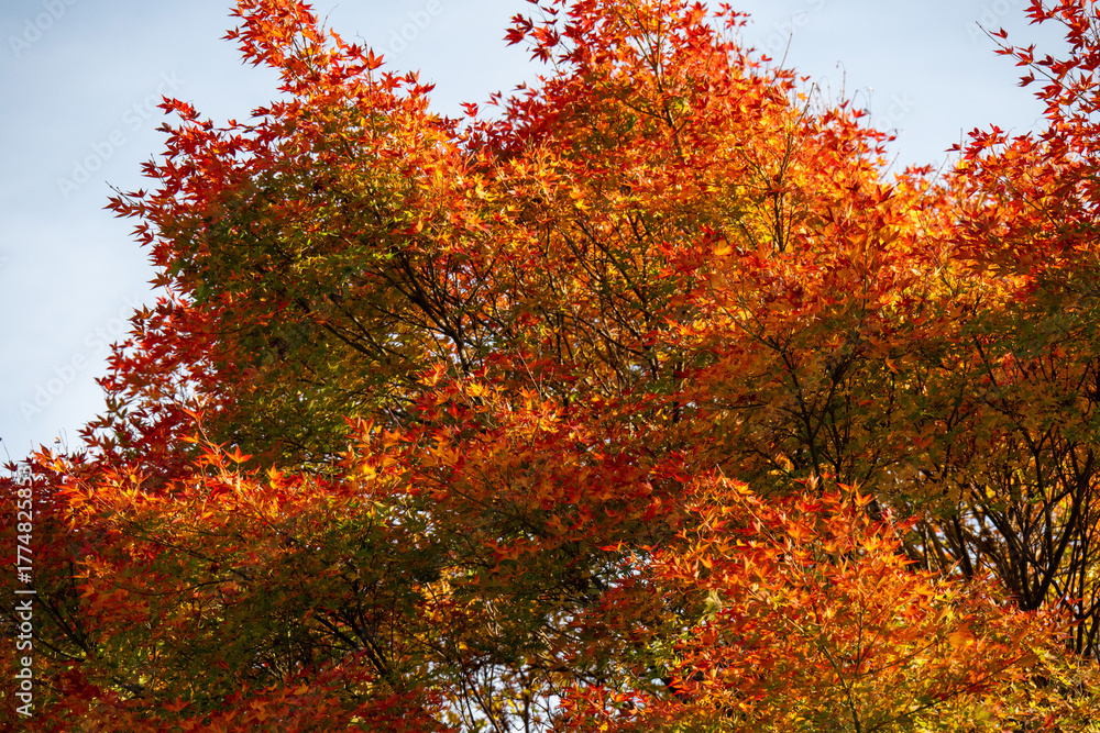 Naklejka premium Herbstlich bunt gefärbte Laubbäume