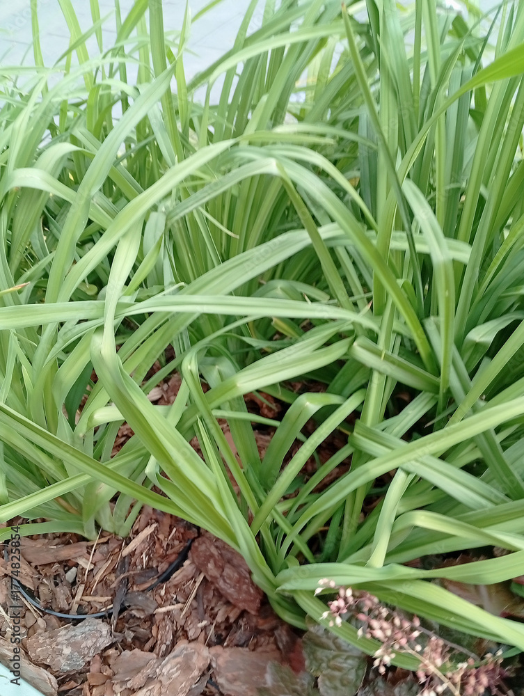 Obraz premium Green grass growing in garden during daylight hours, showing lush foliage and vibrant texture