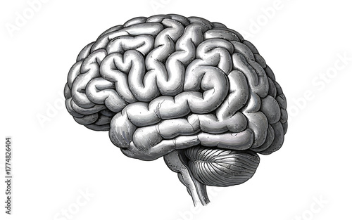 Detailed Human Brain Illustration Depicting Anatomy and Neurology for Medical and Educational Purposes on White Background