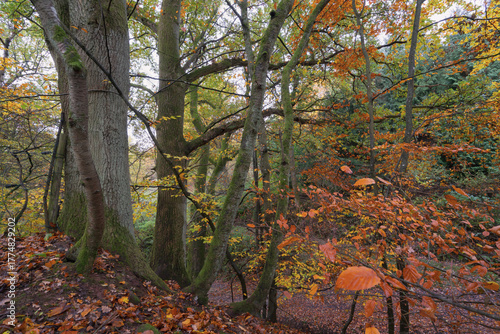 Was für eine Farbenpracht im Herbst, Bäume im Oktober herrlich