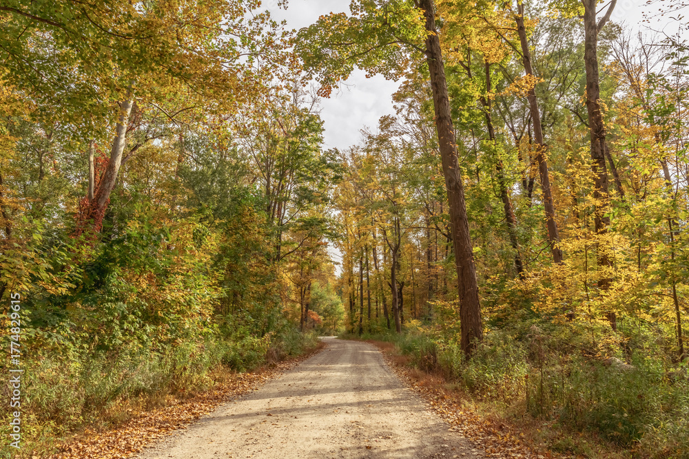 Naklejka premium path in autumn forest