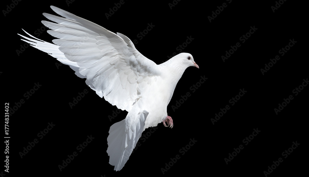 Fototapeta premium Single white dove (pigeon) in flight with fully spread wings, isolated on a black background. Symbol of peace and freedom