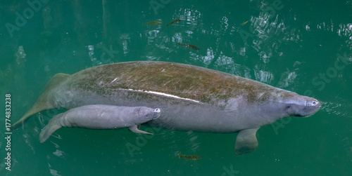 Mother manatee and newborn baby calf In Wekiva River, Florida
