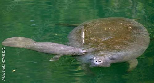 Mother manatee and newborn baby calf In Wekiva River, Florida
