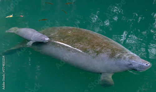 Mother manatee and newborn baby calf In Wekiva River, Florida
