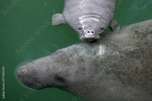 Mother manatee and newborn baby calf
