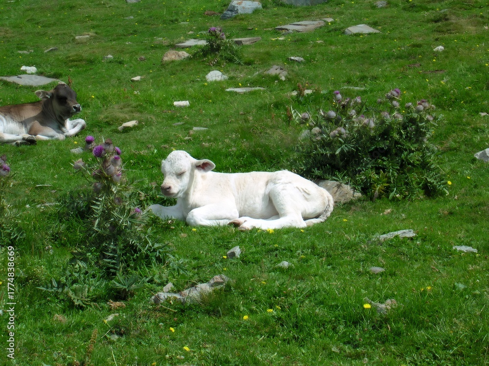 Obraz premium Calves resting in green field on sunny day