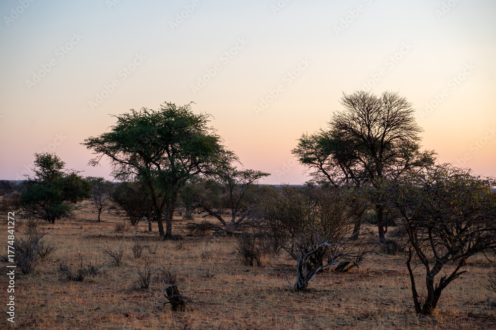 Obraz premium Forest with desert in Namibia