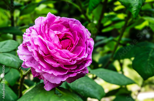 Pink Rose in a Garden