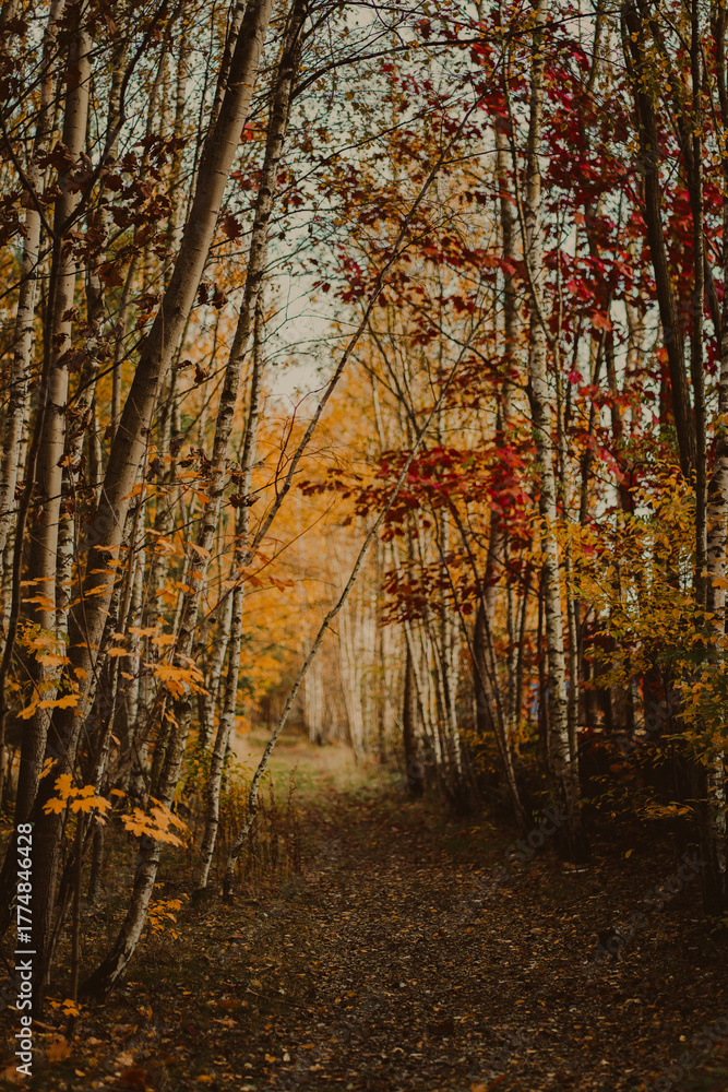 Obraz premium Autumn Forest