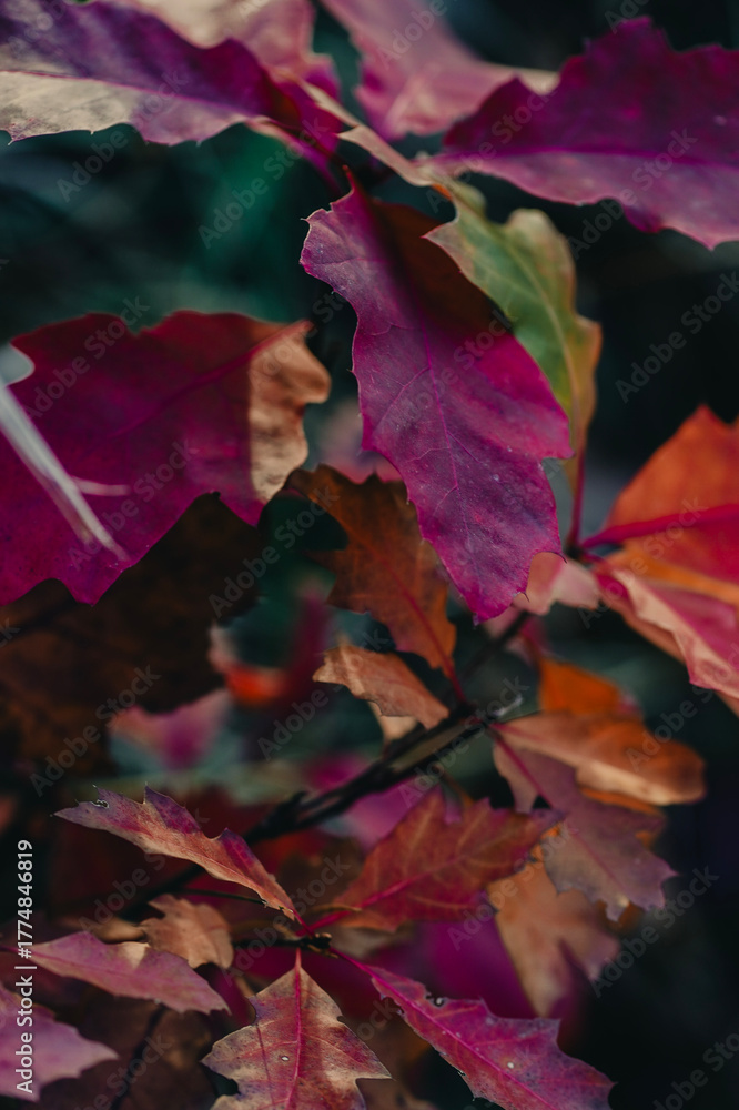 Obraz premium Autumn Leaves