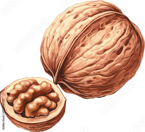Vector watercolor painted illustration of a walnut