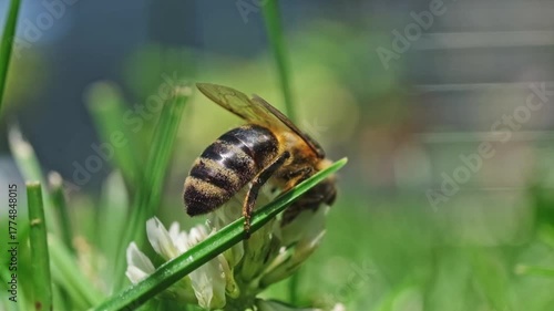 Macro video footage of a honey bee (Apis mellifera) slowly taking off and flying away from a white clover flower (Trifolium repens) on a sunny day. Pollination and ecology theme.