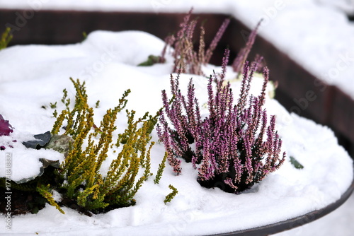 Colorful Winter Heather Plants in Snow-Covered Container Garden