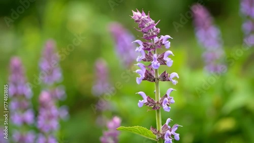 A vibrant purple flower stalk with intricate blossoms stands sharply focused against a soft, blurred green backdrop