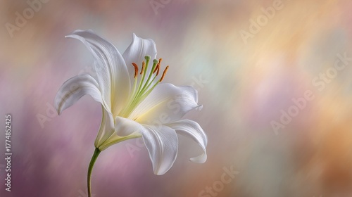 Wallpaper Mural   A clear close-up of a white flower against a slightly blurred background featuring a distant, out-of-focus image of a flower Torontodigital.ca