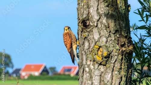 Orange-brown bird of prey clings to a lichen-covered tree trunk, against a bright blue sky and distant homes