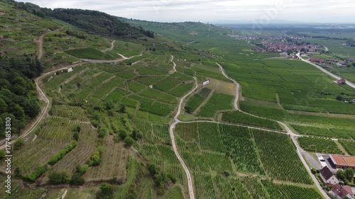 vineyard in france near Koningsberg