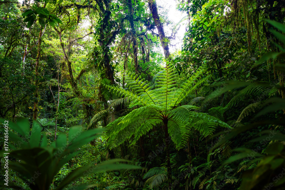 Obraz premium fern in the forest