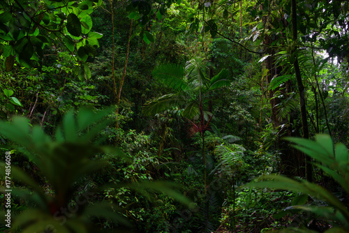 fern in the jungle