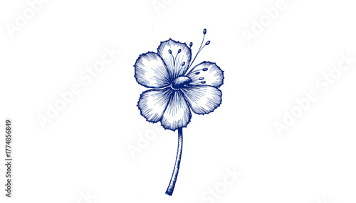 Vintage sketch of a flower in blue ink on a white background  