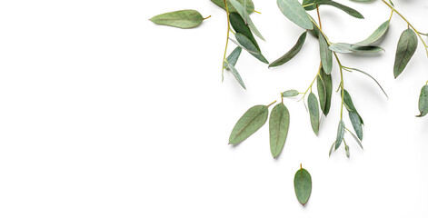 Eucalyptus plant leaves. Fresh Eucalyptus close up, isolated on white background, top view. Essential oil, aromatherapy. Medical plant. flat lay, border design. 