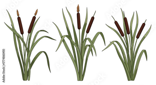 A collection of three stylized illustrations featuring common cattail plants with their distinctive brown flower heads and green leaves, set against a plain white background.