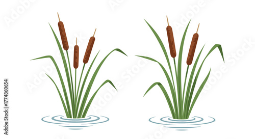 A simple, clean illustration shows two groups of tall, green cattail plants with characteristic brown cylindrical heads emerging from water, surrounded by subtle circular ripples.
