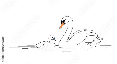 A serene illustration features an adult white swan gracefully swimming alongside its adorable cygnet, depicting a tender bond on the calm water.