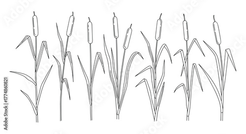 Vector line art illustration of multiple cattail plants, showcasing their distinctive brown, cylindrical flower spikes and long, green leaves.