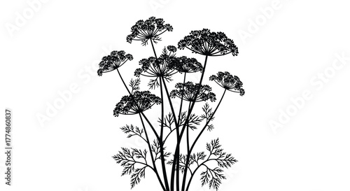 Black silhouette of multiple dill plants with delicate flowers and feathery leaves on a white background, suitable for culinary or botanical designs.