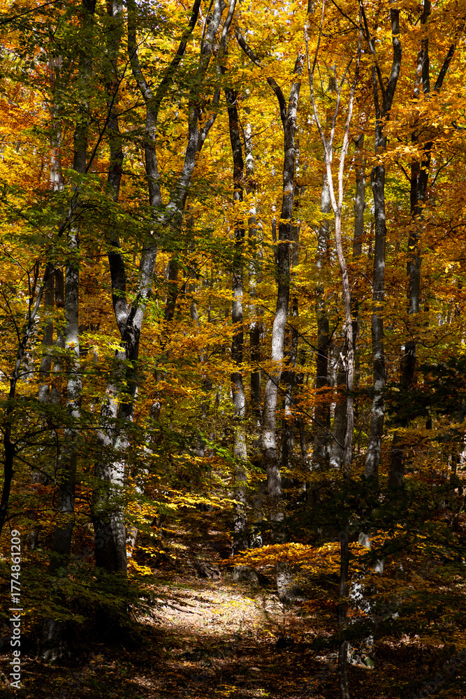 Obraz premium amazing autumn landscape with colorful trees