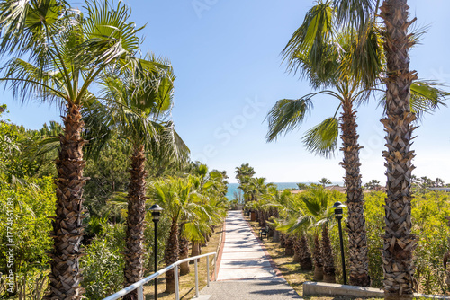 Fototapeta Naklejka Na Ścianę i Meble -  A straight pathway through dense palm groves leads to the blue sea, bathed in spring sunlight under a clear sky. Peaceful preseason anticipation in Colakli, Antalya, Turkey.

