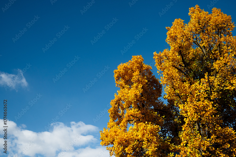 Fototapeta premium Autumn season