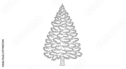 Black and white hand-drawn illustration of a classic evergreen fir tree with a dense canopy, perfect for holiday and nature-themed designs.