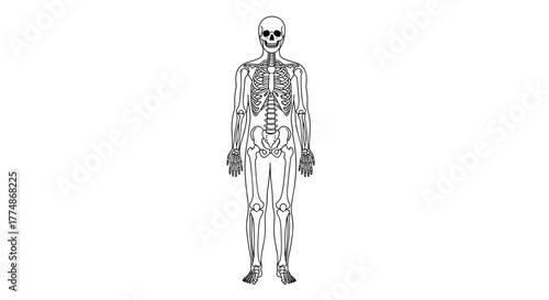 Detailed full-body human skeleton illustration in a front view, showcasing the complete bone structure from skull to feet, perfect for anatomical studies and medical education.