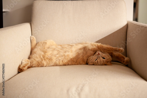 A fluffy orange cat lies comfortably stretched out on a soft chair. Sunlight streams in, creating a warm and tranquil atmosphere perfect for a cat nap