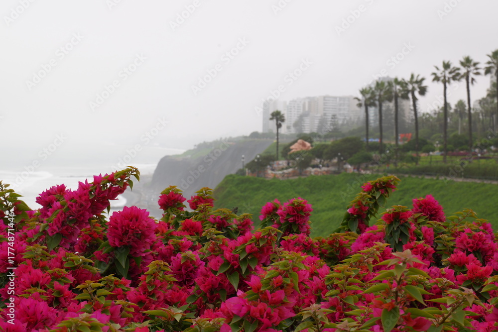 Fototapeta premium Bougainvillea flowers against a backdrop of buildings on the Pacific Ocean in the Miraflores district of Lima.