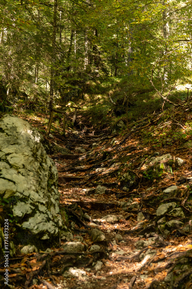 Naklejka premium Green moss covering rocks and tree roots in the autumn forest, contrasting beautifully with the fallen yellow and orange leaves