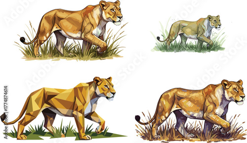 Lioness illustration collection, wild animal vector, realistic and geometric style, walking big cat artwork, safari predator design, nature wildlife drawing