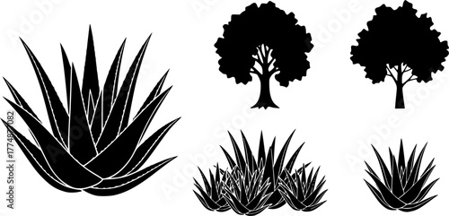 set of trees aloe vera silhouettes, vector illustration 