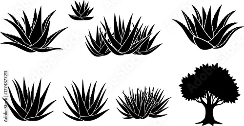 set of trees aloe vera silhouettes, vector illustration 