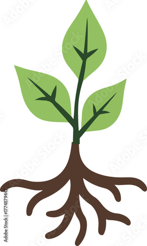 Young plant growing out of the ground. Plant growing from soil.